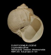 PLEISTOCENE-PLIOCENE Cryptonatica affinis